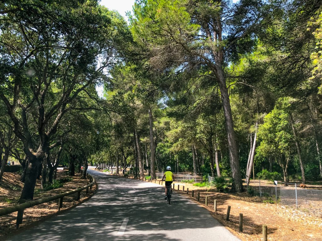 cycling in mallorca trees e-bikes