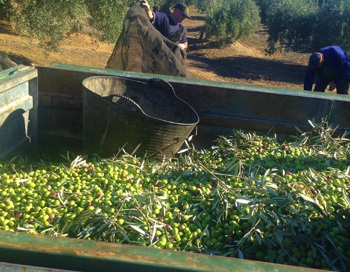 Cycling Spain Andalucia Casa Don Lope Olives Harvest