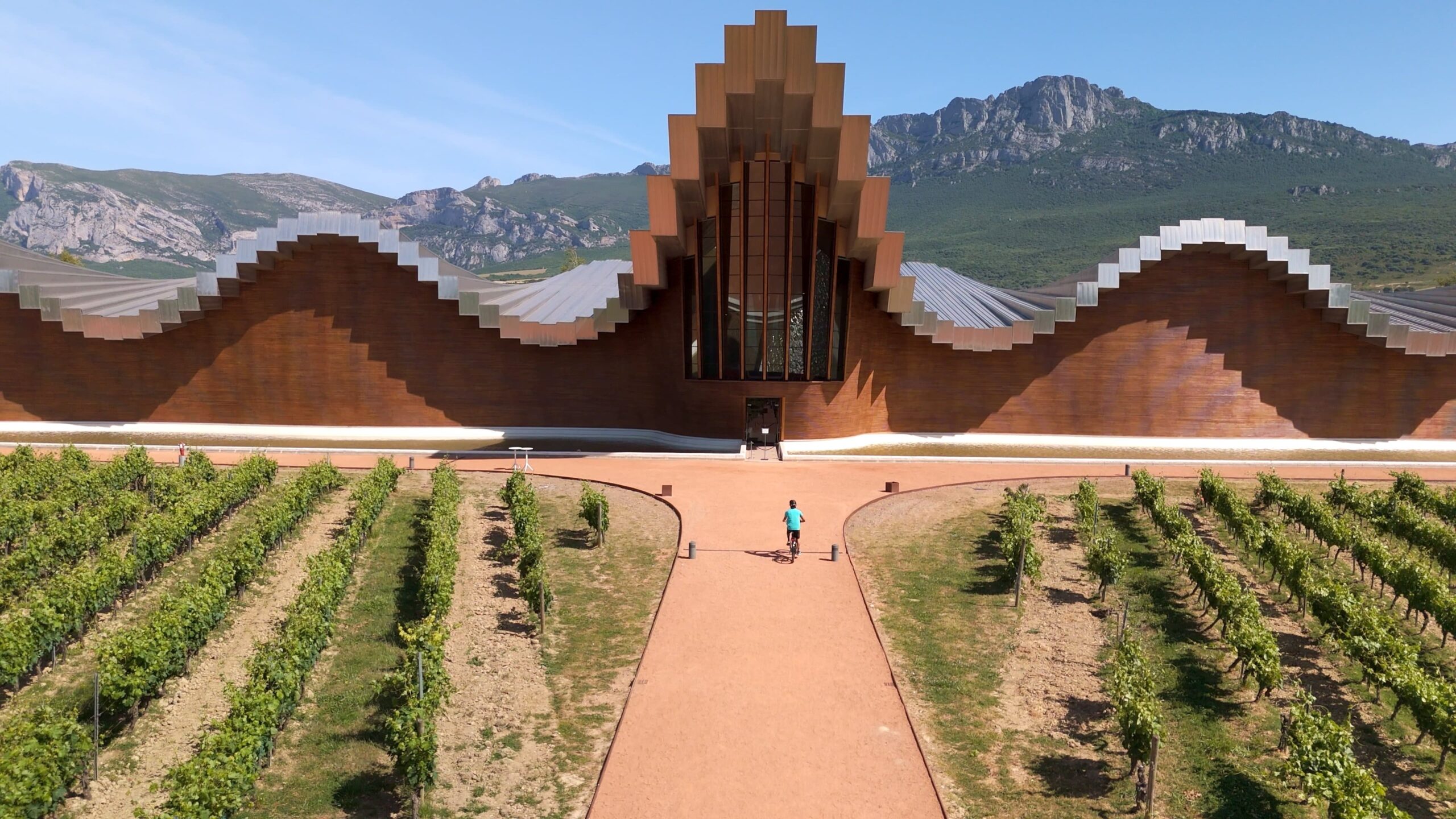 Cyclist arriving at Bodega Ysios winery surrounded by vineyards in Rioja Alavesa.